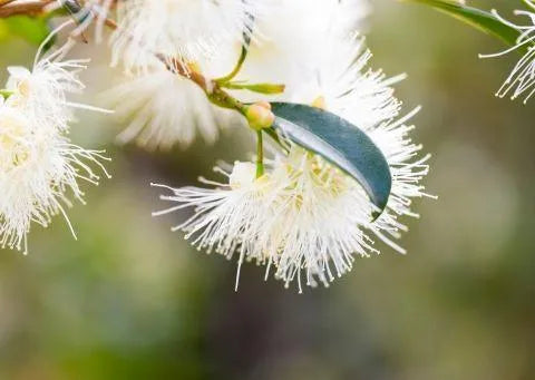 organic and Australian natives: the benefits of natural ingredients