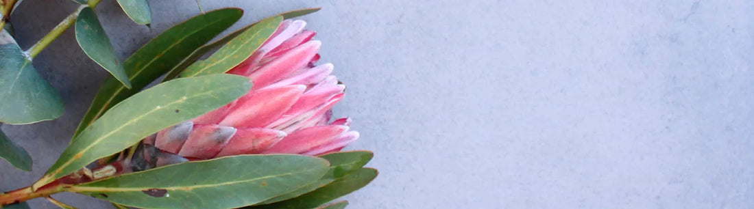 Dr Hayley: pregnancy and your skin